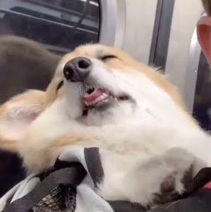 Meet your Posher, Ken charles